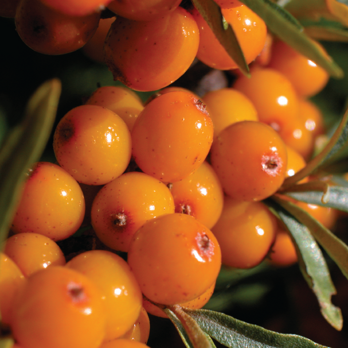 Why You Need to be Using Buckthorn Oil